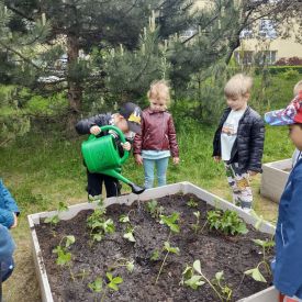  🍓🥕 Przedszkolaki zakładają owocowo-warzywne ogródki! 🌱🌿