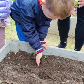  🍓🥕 Przedszkolaki zakładają owocowo-warzywne ogródki! 🌱🌿
