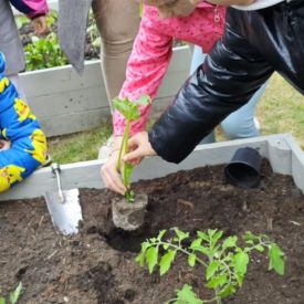  🍓🥕 Przedszkolaki zakładają owocowo-warzywne ogródki! 🌿