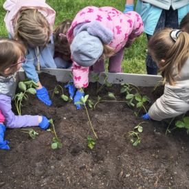 🌿 Przedszkolaki zakładają własne ogródki! 🌼