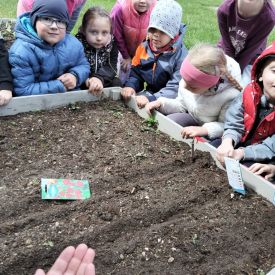 🍓🥕 Przedszkolaki zakładają owocowo-warzywne ogródki!