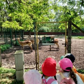 Wycieczka do Mini Zoo "Leśne Zacisze" w Lisowie-Tulipany