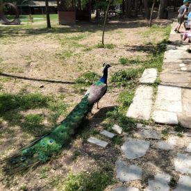 Wycieczka do Mini Zoo "Leśne Zacisze" w Lisowie-Tulipany