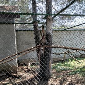 Wycieczka do Mini Zoo "Leśne Zacisze" w Lisowie-Tulipany