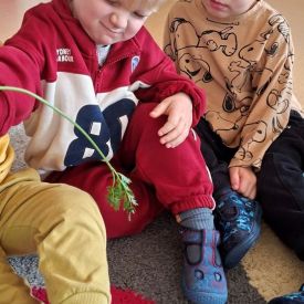„Marchewka – zdrowe warzywo” 