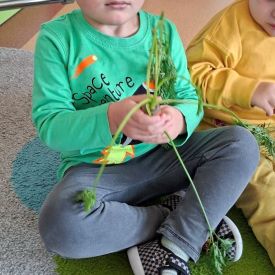 „Marchewka – zdrowe warzywo” 