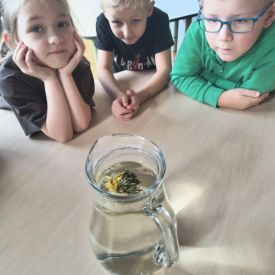 "Carpe diem" – chwytajmy dzień, nawet wtedy, gdy za oknem pada deszcz BRATKI