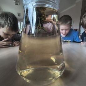 "Carpe diem" – chwytajmy dzień, nawet wtedy, gdy za oknem pada deszcz BRATKI