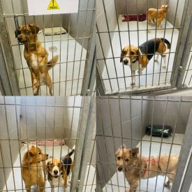 Zakończenie akcji charytatywnej na rzecz potrzebujących zwierząt ze schroniska