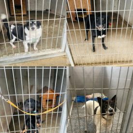 Zakończenie akcji charytatywnej na rzecz potrzebujących zwierząt ze schroniska