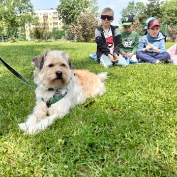 Dogoterapia Różyczek